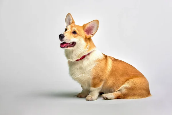 Lustiger walisischer Corgi pembroke im Studio vor weißem Hintergrund — Stockfoto