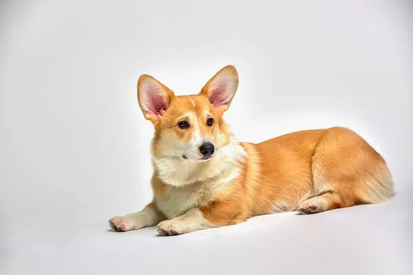 Engraçado galês Corgi pembroke em estúdio na frente de um fundo branco. Animais de estimação do amor — Fotografia de Stock