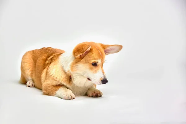 Funny Welsh Corgi pembroke in studio in front of a white background. Love pets — Stock Photo, Image