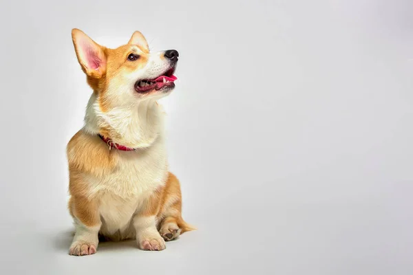 Engraçado galês Corgi pembroke em estúdio na frente de um fundo branco. Animais de estimação do amor — Fotografia de Stock