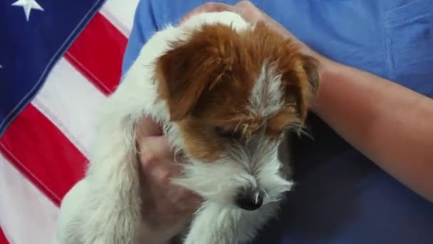 Il cane giace nelle mani del suo proprietario. Jack Russell Terrier nelle mani del suo proprietario sullo sfondo della bandiera americana. Concetto di persone e animali . — Video Stock