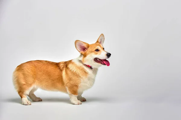 Engraçado corgi pembroke no estúdio na frente de um fundo branco — Fotografia de Stock