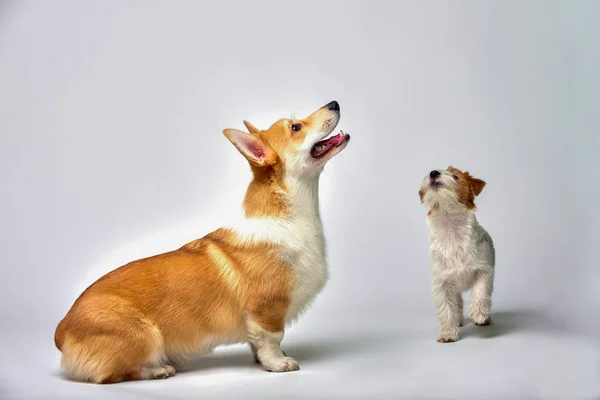 Perros juegan en el estudio sobre un fondo blanco mira en la parte superior de Jack Russell Terrier y galés Corgi, aislar — Foto de Stock