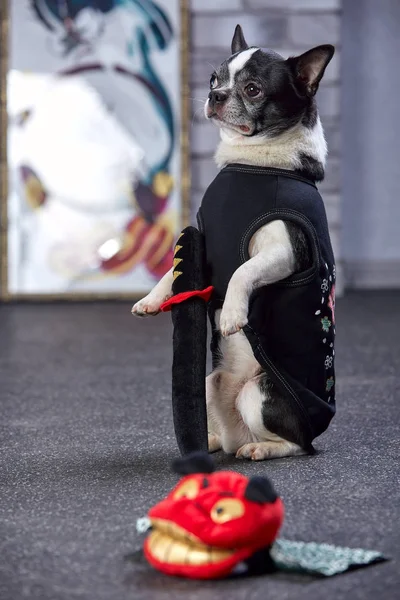 cute funny doggy chihuahua in japanese national costume