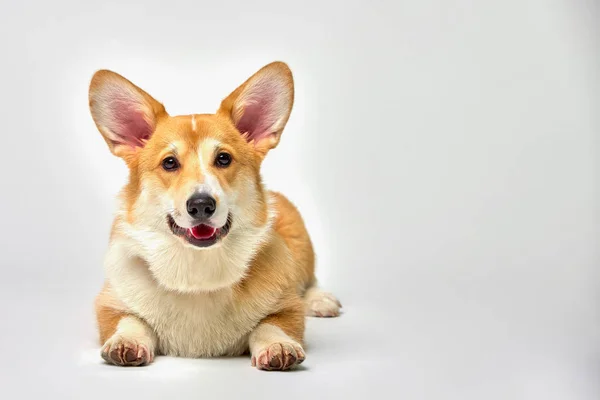 Engraçado corgi pembroke no estúdio na frente de um fundo branco — Fotografia de Stock