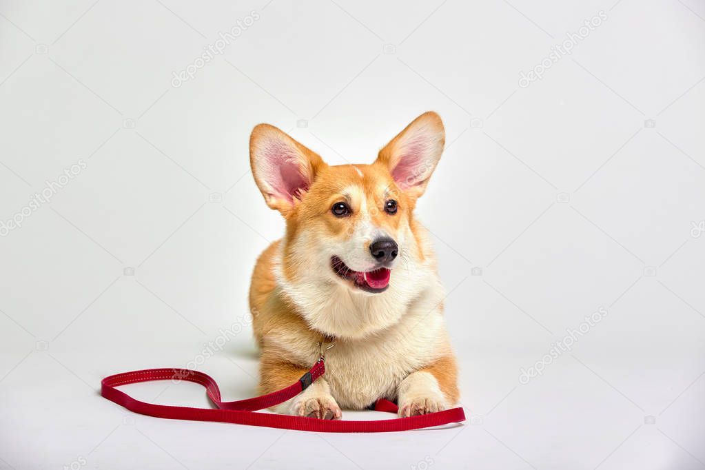 Funny corgi pembroke with a red leash in studio in front of a white background