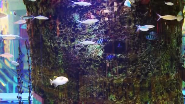 Un acuario en el centro comercial. Un gran acuario en el centro comercial nocturno. Acuario con peces en el centro comercial . — Vídeos de Stock