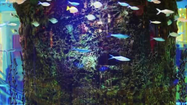 Акваріум у торговому центрі. Великий акваріум у вечірньому торговому центрі. Акваріум з рибою в торговому центрі .. — стокове відео
