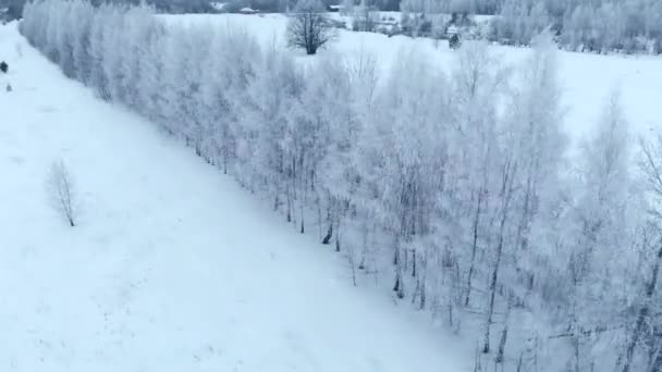 Kış mevsimi. Kar ormanı, havadan çekim. Nefes kesici doğal manzara, donmuş orman ve karlı karanlık tarla yolu.. — Stok video