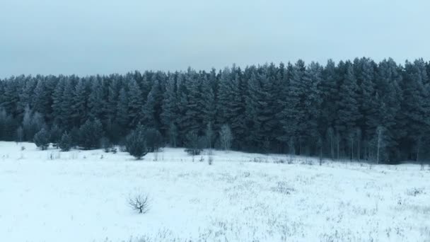 Χειμερινή περίοδος. Χιονισμένο δάσος, εναέρια βολή. Εκπληκτικό φυσικό τοπίο, παγωμένο δάσος και σκοτεινός δρόμος με χιόνι. — Αρχείο Βίντεο