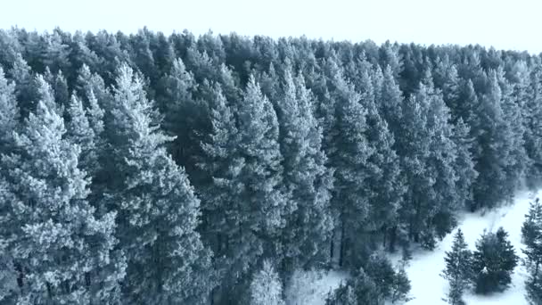 Winter season. Snow forest, aerial shot. Breathtaking natural landscape, frozen forest and dark field road with snow. — Stock Video