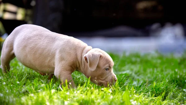 かわいい子犬は車の背景に草の上で遊んでいます。生命、動物、新世代の最初のステップの概念。パピーアメリカンブル. — ストック写真