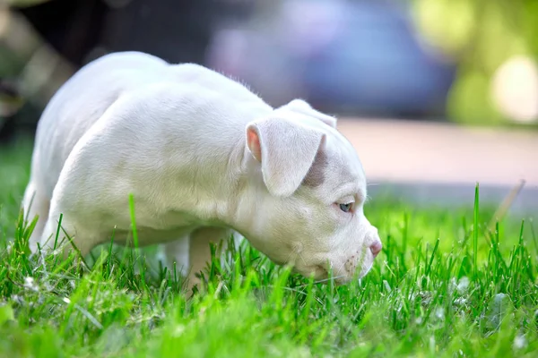 かわいい子犬は車の背景に草の上で遊んでいます。生命、動物、新世代の最初のステップの概念。パピーアメリカンブル. — ストック写真