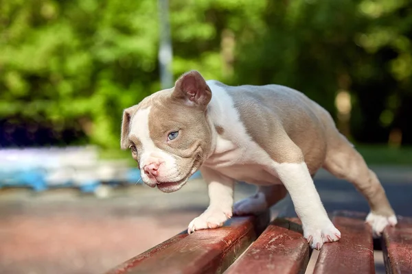 Bonito cachorrinho a brincar à natureza num dia de sol. Conceito dos primeiros passos da vida, animais, uma nova geração. Filhote de cachorro American Bull . — Fotografia de Stock