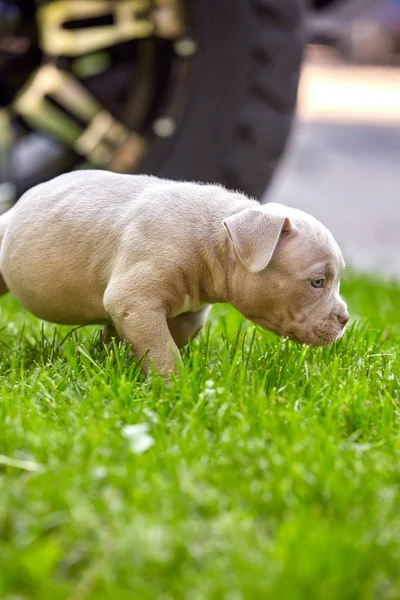 草の上のアメリカのいじめの小さな子犬。人生の第一歩スペースを節約し、人生の渇き、最初の経験. — ストック写真