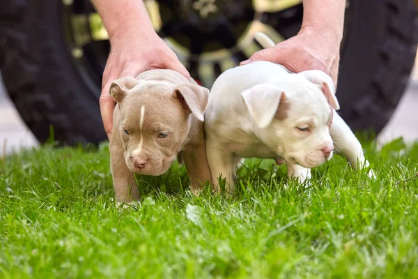 Little puppies of American bullies on the grass. First steps in life. Save space, thirst for life, the first experience.