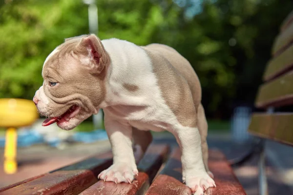 Cute, little puppy playing nature on a sunny day. Concept of the first steps of life, animals, a new generation. Puppy American Bull. — Stock Photo, Image