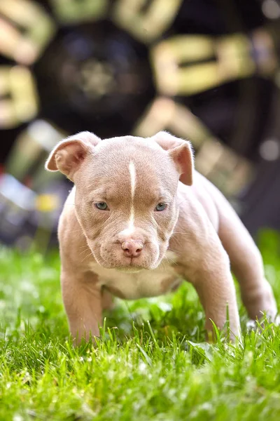 Bonito e bonito cachorro American Bulli em um fundo de concreto, escadas urbanas. Conceito primeira experiência, primeiros passos na vida . — Fotografia de Stock