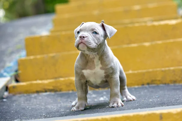 Bellissimo e simpatico cucciolo bulli americano su uno sfondo di cemento, scale urbane. Concetto prima esperienza, primi passi nella vita . — Foto Stock