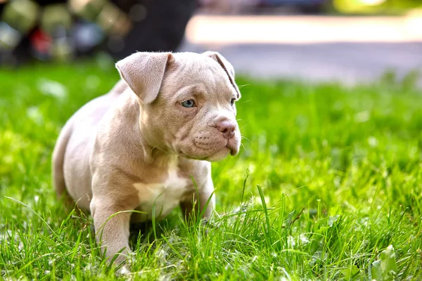 Fiatal kutya tenyészt amerikai Bulli zár-megjelöl. Puppy Bull, szép kis kutyák szaladgált a zöld fű. Kaszált gyep. A szöveg és a hosszú transzparens közötti hely másolása. A koncepció a gyermekek barátság és játékok — Stock Fotó