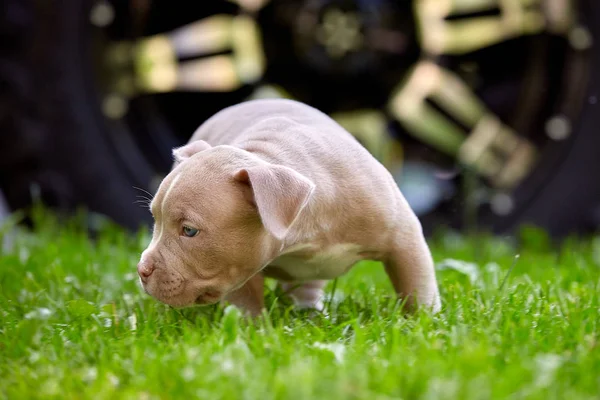 若い犬はアメリカのブリクローズアップを繁殖。子犬の雄牛、緑の草の周りを走り回る美しい小さな犬。芝刈りテキスト、長いバナー用のスペースをコピーします。子どもたちの友情とゲームの概念 — ストック写真