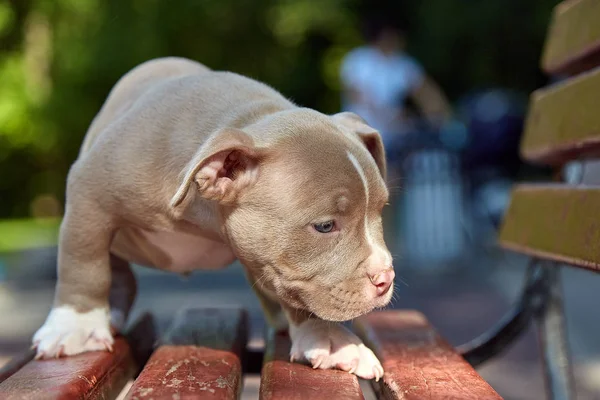 Leuke pup Amerikaanse Bulli zit op een houten bankje in bloeiende prachtige veelkleurige bomen in het voorjaar in het park. — Stockfoto