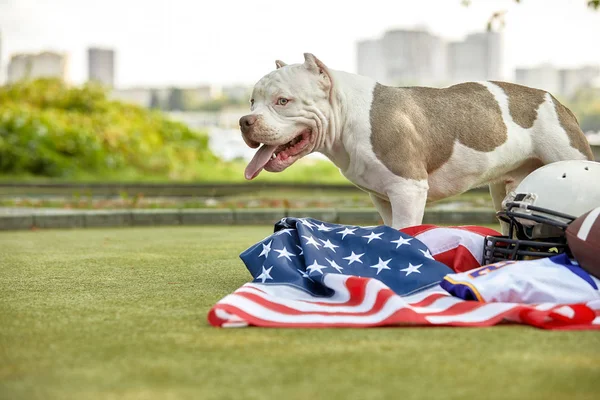 American football concept. A dog with a uniform of an American football player posing for the camera in a park. Patriotism of the national game, copy space, advertising banner.