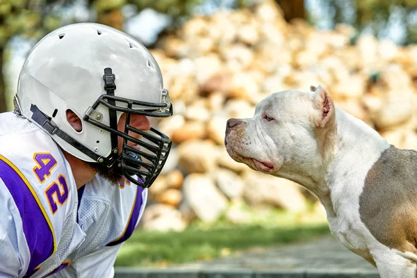 Face to face man and dog. An American football player in a helmet and uniform stands face to face with a fighting dog. Concept american football, sport for the protection of animals.