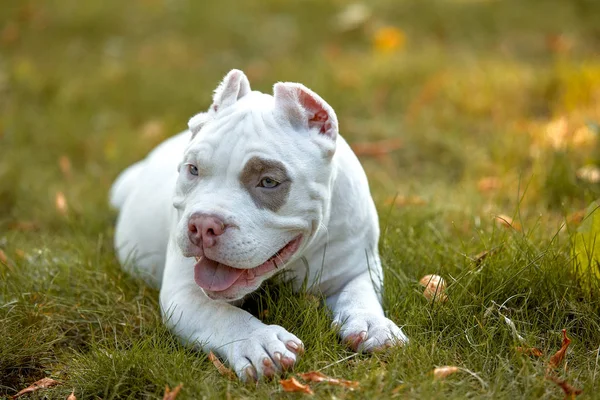 Hermoso cachorro toro americano en el parque, espacio de copia . —  Fotos de Stock