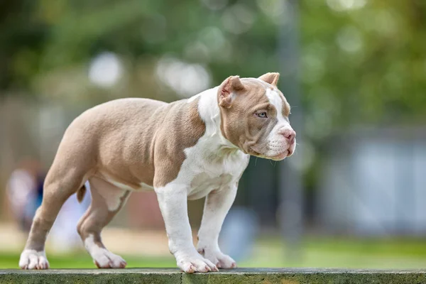 Beautiful puppy American bull in the park, copy space. — Stock Photo, Image