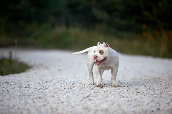 Gai chien tyran courir sur la piste de gravier et de jouer dans le parc . — Photo