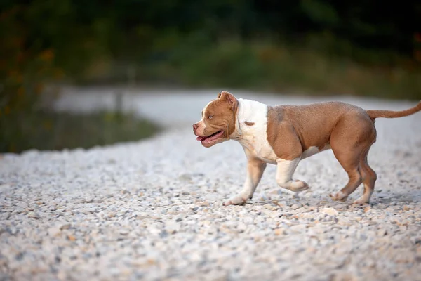 Veselý psí bělavec na štěrkové trati a hraní v parku. — Stock fotografie
