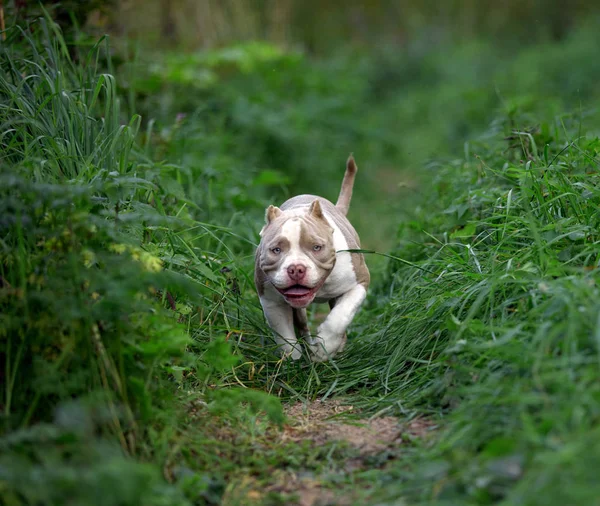 Американський знущання собака біжить на газоні зелена трава в лісі — стокове фото
