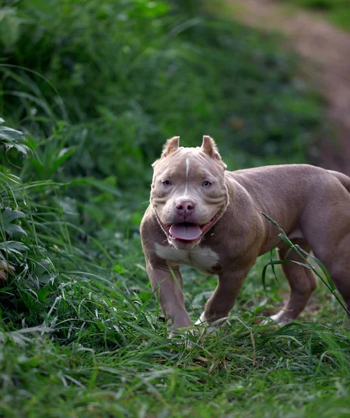 Американская хулиганская собака бегает по газону зеленой травы в лесу — стоковое фото