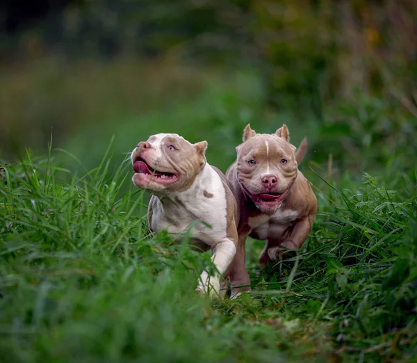 Felice sano bullo cani godendo di una corsa e giocare nel parco — Foto Stock