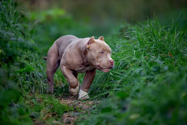 Американская хулиганская собака бегает по газону зеленой травы в лесу — стоковое фото
