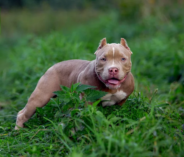 Amerikaanse Bully hond loopt op het gazon groen gras in het bos — Stockfoto