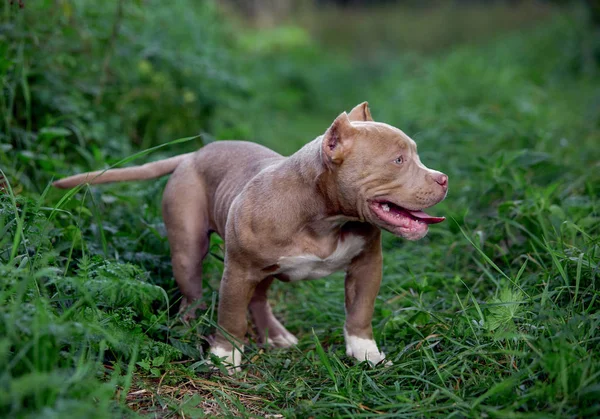 American bully dog running on the lawn green grass in the forest — Stock Photo, Image