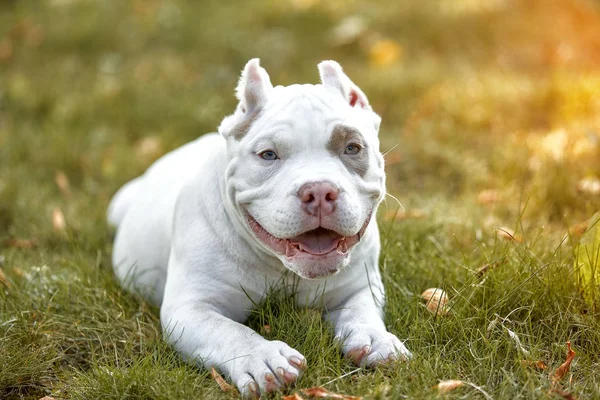 Americano bully perro corriendo en el césped verde hierba en el bosque —  Fotos de Stock