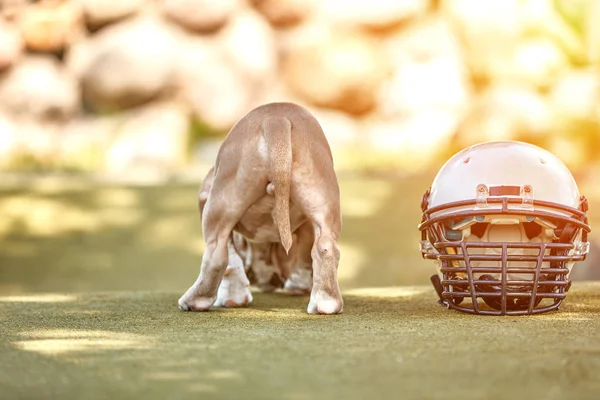 American football concept. A dog with a uniform of an American football player posing for the camera in a park. Patriotism of the national game, copy space, advertising banner.