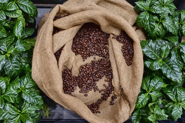Otwarta torba z plastrami ziaren kawy z zielonych liści. piękne światło, wigoru ziaren kawy, wśród krzewów kawy — Zdjęcie stockowe