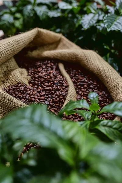 Öppen påse med kaffebönor skivor av gröna blad. vackert ljus, kraft av kaffebönor, bland kaffebuskar — Stockfoto