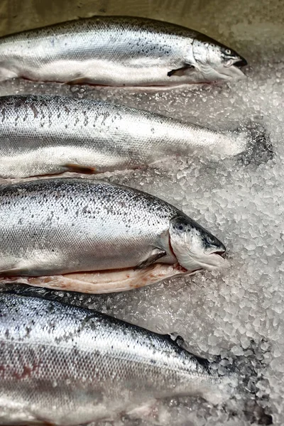 Showcase with fresh fish on ice, sturgeon, beluga, salmon, gastronomy concept fresh food.