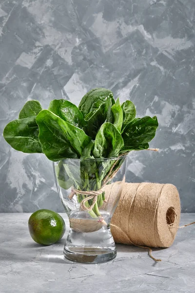 Um monte de folhas frescas de espinafre em um vaso com água, fundo cinza. Folhas verdes ricas em oligoelementos, cópia lanças . — Fotografia de Stock