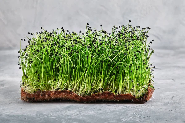 Micro greens, alfalfa. A layer of microgreens on a light background, close-up, copy space. — Stock Photo, Image