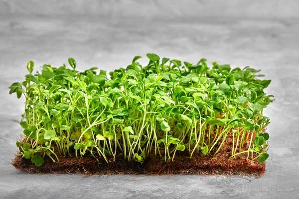 Mikrogröna senapsgroddar Råa groddar, mikrogröna grönsaker, hälsosam kost koncept, layout för hälsosam kost och ekologisk restaurang matlagning annons — Stockfoto