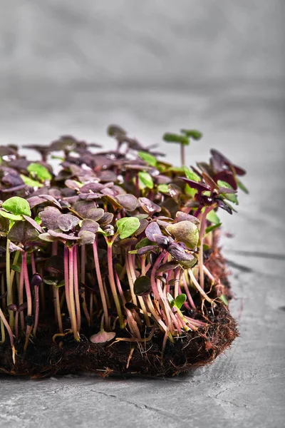 Red cabbage, fresh sprouts and young leaves front view over gray. Vegetable and microgreen. Also purple cabbage, red or blue kraut. Macro photo