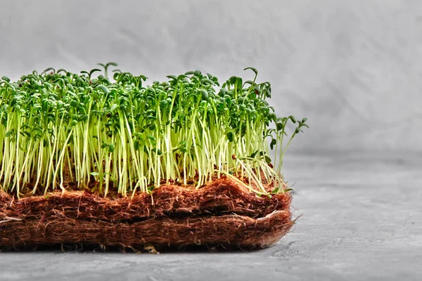 Peas microgreens with seeds and roots. Sprouting Micro greens on Jute Microgreens Grow Mats. Sprouting Microgreens on the Hemp Biodegradable Mats. Sprouted peas Seeds. Growing Medium For Microgreens. — Stock Photo, Image