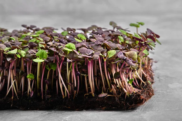 Red cabbage, fresh sprouts and young leaves front view over gray. Vegetable and microgreen. Also purple cabbage, red or blue kraut. Macro photo