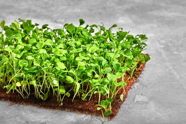 Mikrowarzywa grochu z nasionami i korzeniami. Sprouting Micro zieleni na Jute Mikrozieleni Rosną maty. Sproutowanie mikrozieleni na matach biodegradowalnych konopi. Nasiona grochu. Średnie uprawy dla mikrozieleni. — Zdjęcie stockowe